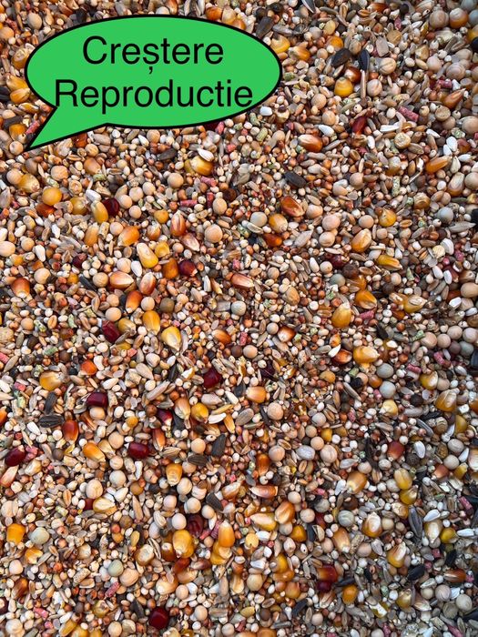 Hrana porumbei / Amestec cereale