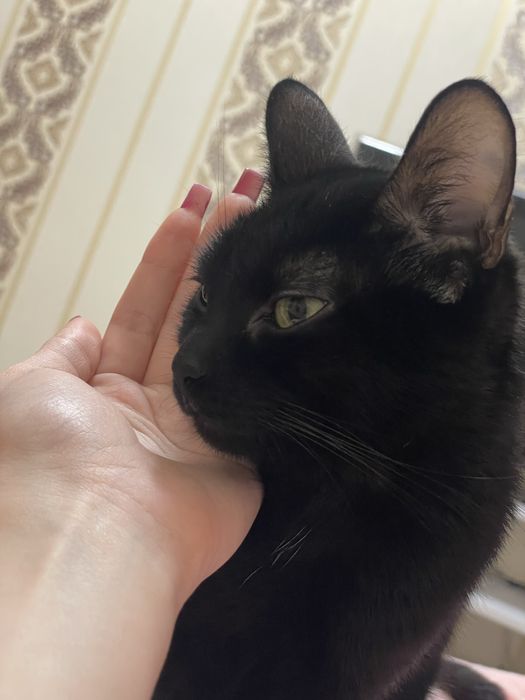 Котенок , кошка , коты ,