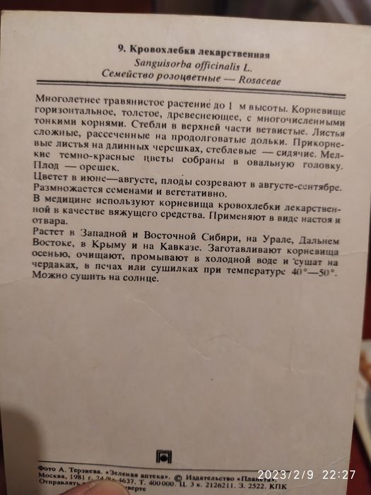 Комнатные растения , зелёная аптека, декоративные растения