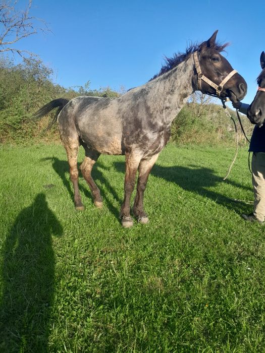 Van iapa de trei ani