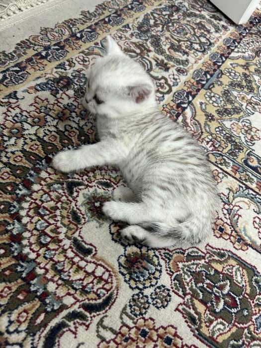 Британскикие котята