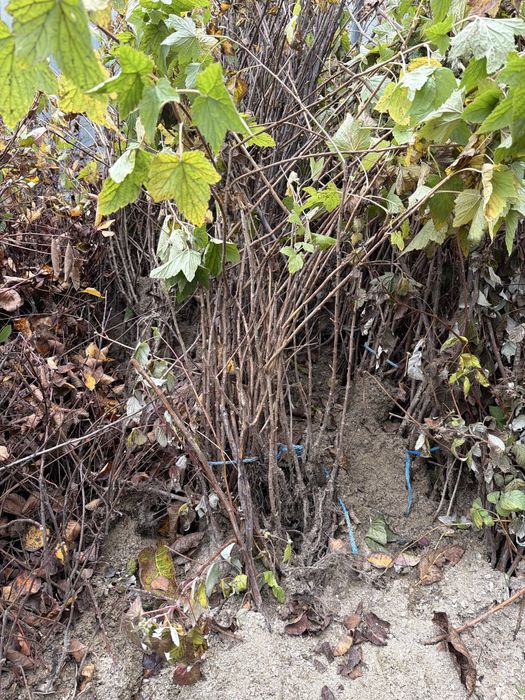 Zmeura,Mur,Afin ,Coacaz,aronia,agris