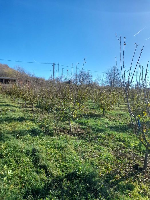 Tuns pomi fructiferi