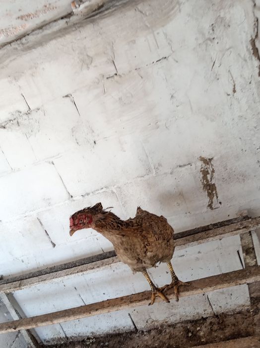 Продам курицу несётся