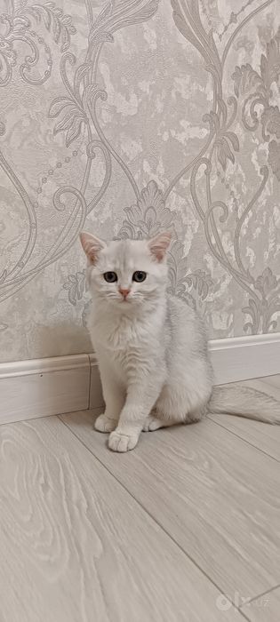 Котята британский шиншилла