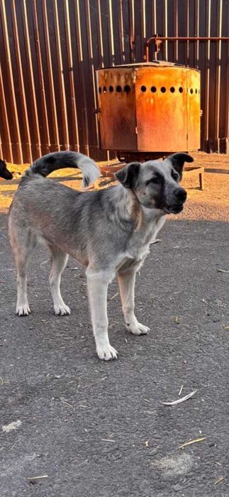 Классная девочка в поисках Хозяина