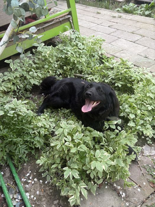 Собачка девочка