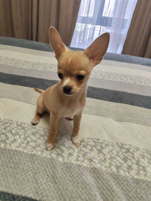 Продаётся чистокровный клубный щенок чихуахуа