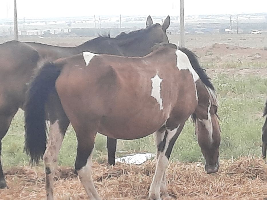 Жылқы сатамын 3- бие, 1- айғыр