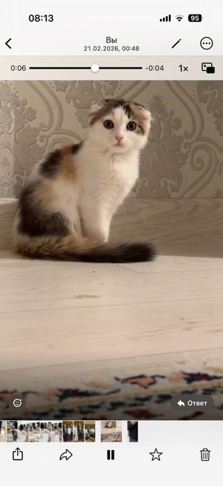 отдам в хорошие в руки