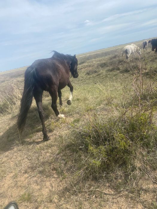 4,5 жасар бие сатылады