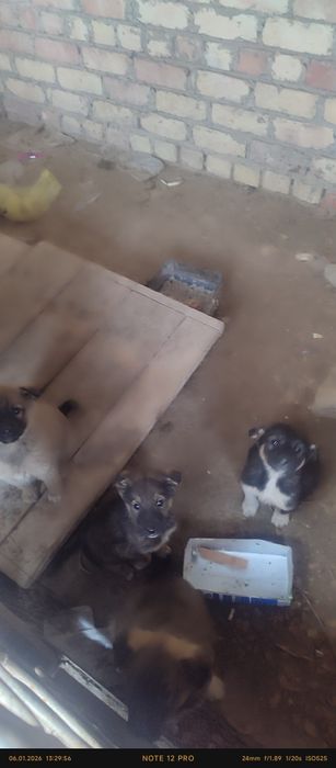 Тегін күшік беремін