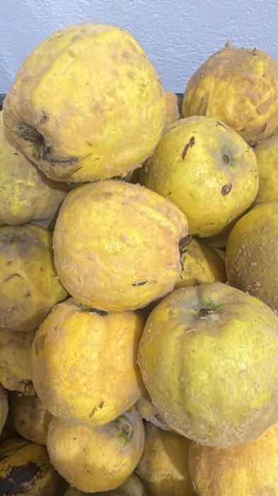 Айва дачный местные