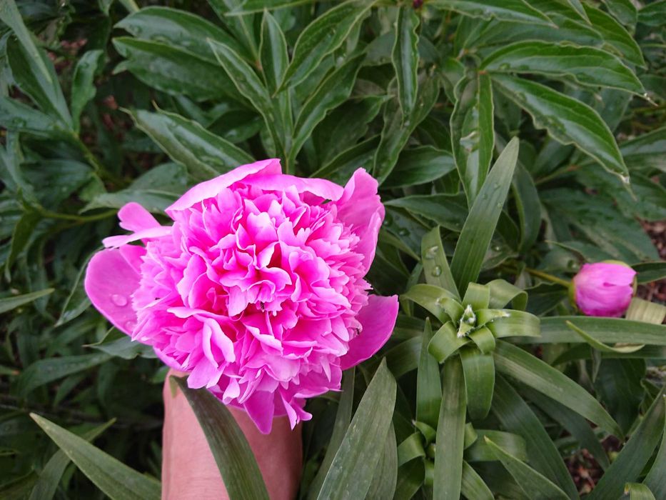 Дача в городе с баней и теплицей, 7 линия