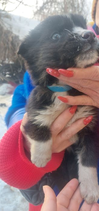 Отдаю щенков в надёжные добрые руки