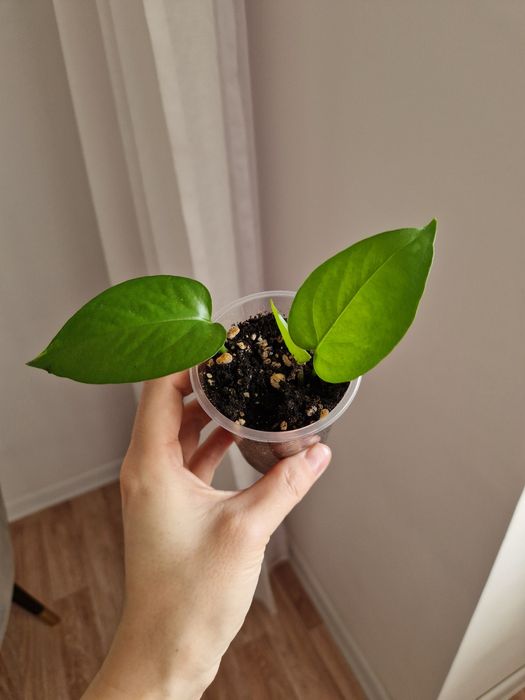 Эпипремнум золотистый от 500 тг