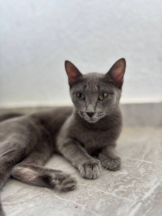 Котенок девочка серый
