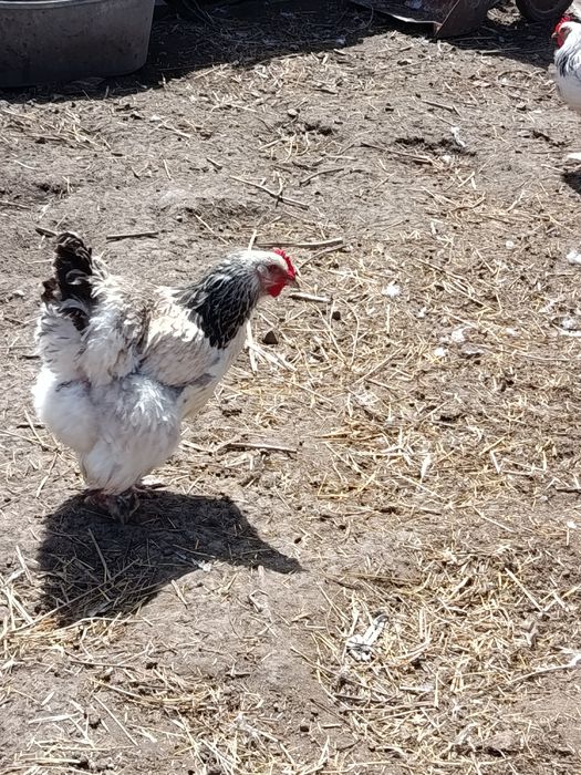 Продам курей породы брама!