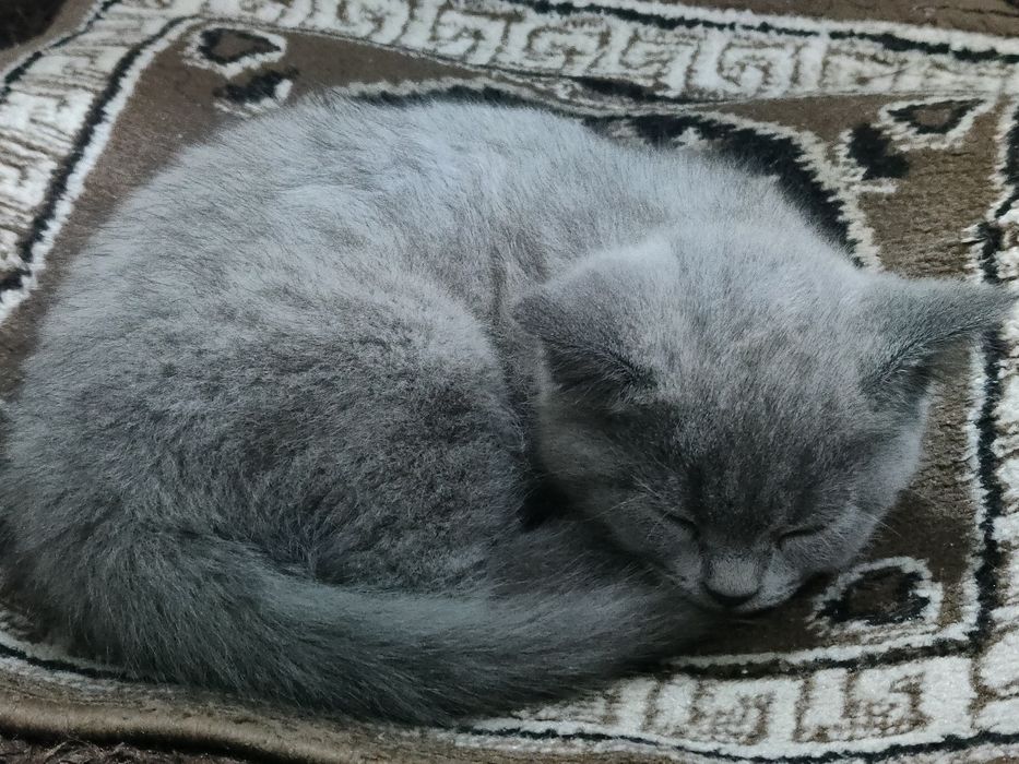 котята скоттиш страйт