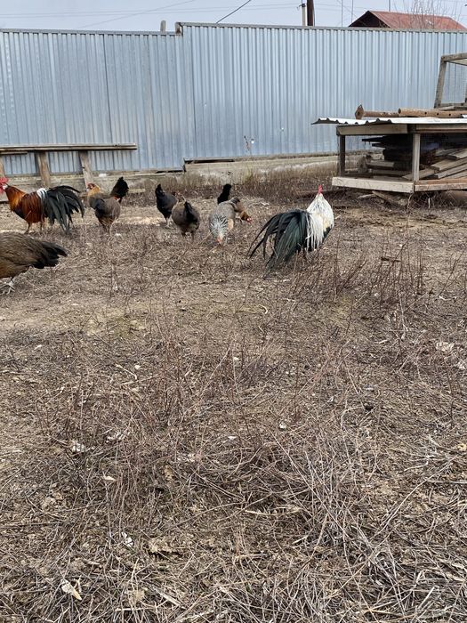 Курочки карликовых фениксов