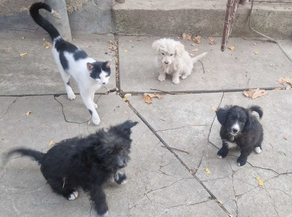 Donez catelusi metis de Bichon