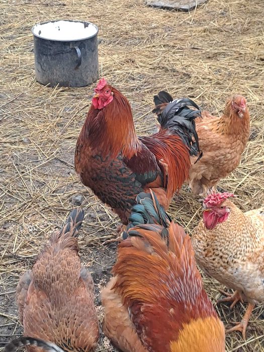 Продавам млади петли