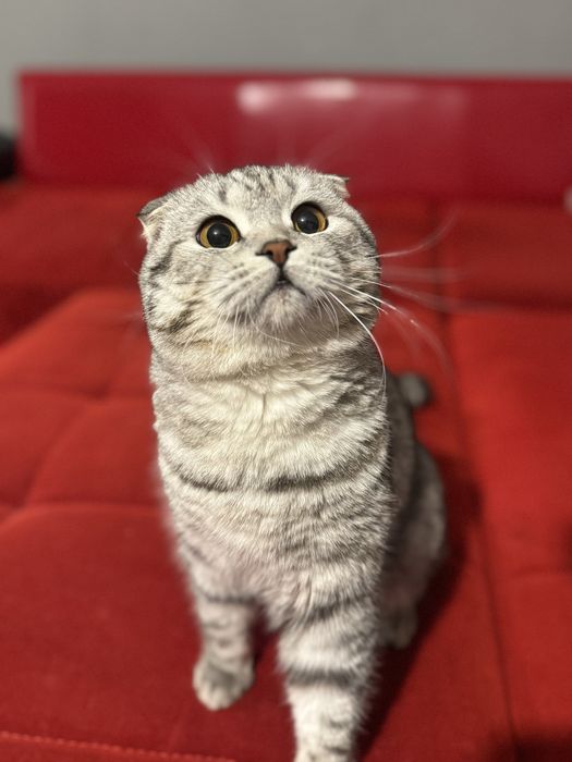 Продается кошка мальчик