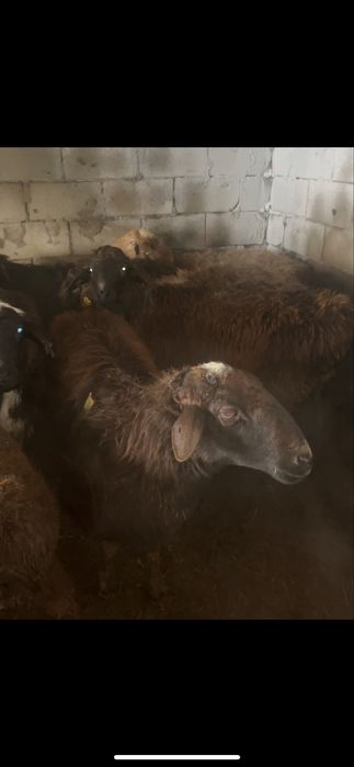 Койлар сатылады тұқымға ұрғашы