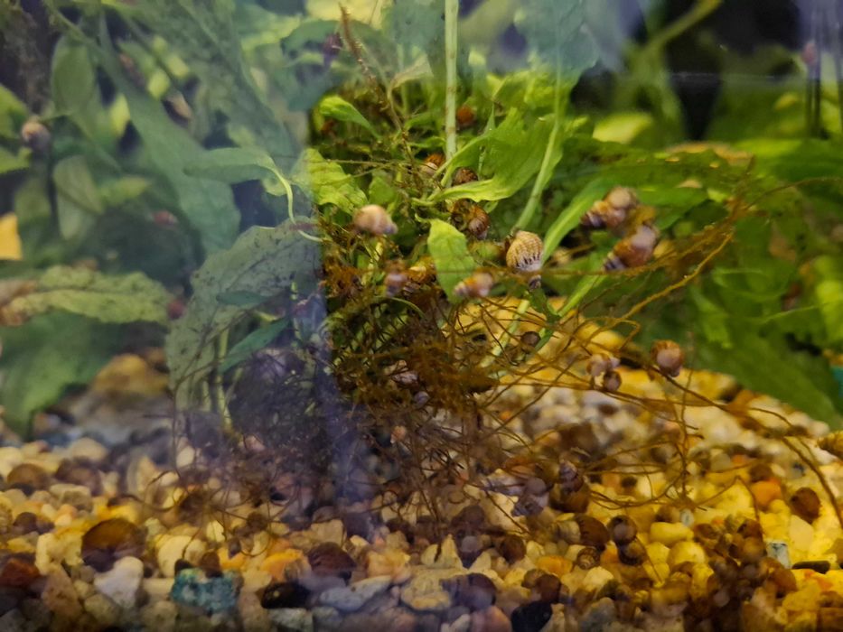 Охлюви мелания / Malaysian trumpet snails