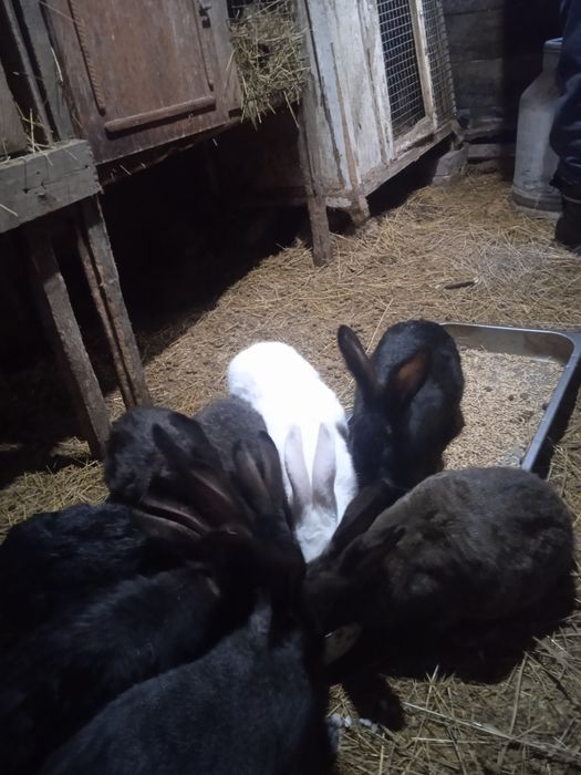 Продам кроликов...