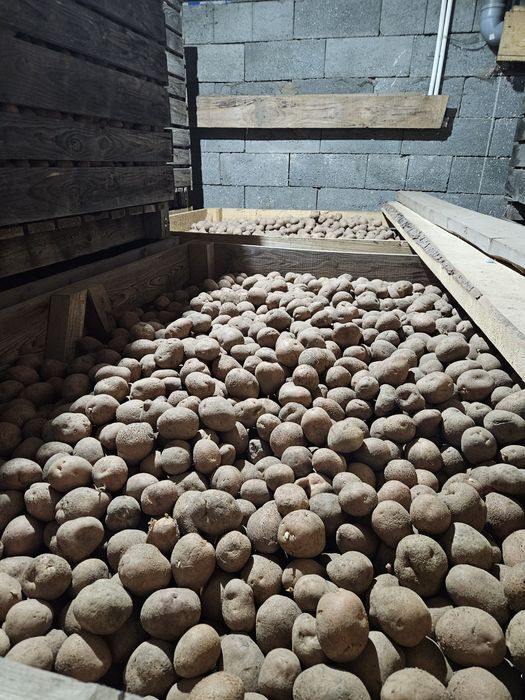 Cartofi de samanta (Bellarosa )