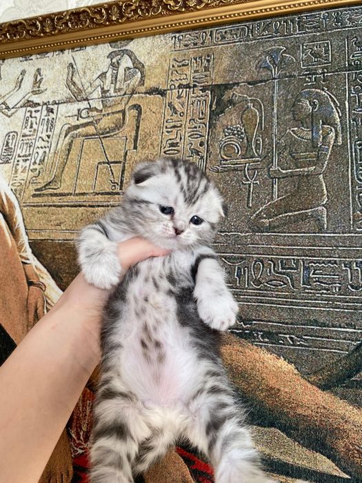 Продаются шикарные крупные мишки