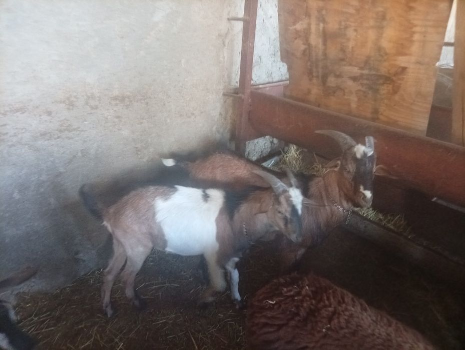 Англо нубийский козел