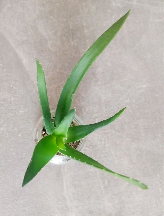 Алое вера издънки