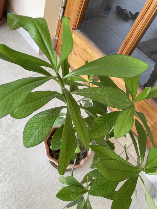 Молочай зонтичный