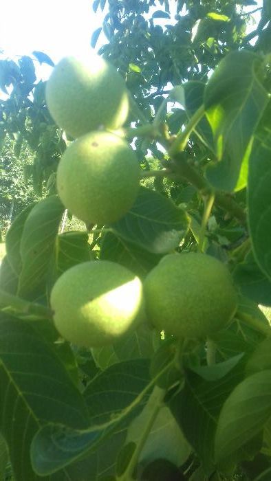 Nuci altoiti miroslava,anica,ovidiu