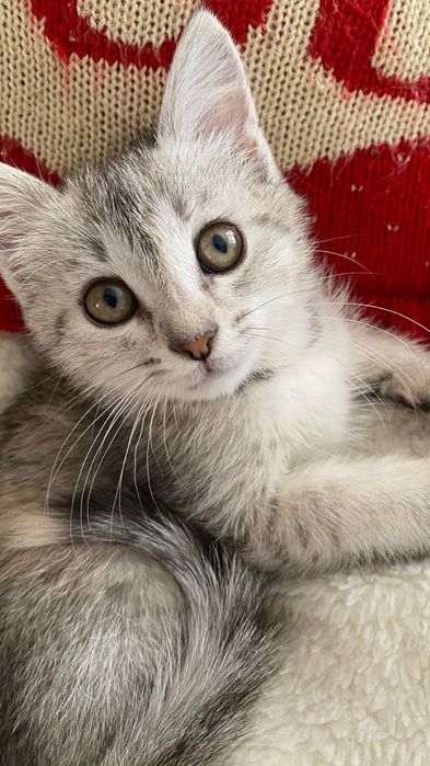 кошка бесплатно домашние