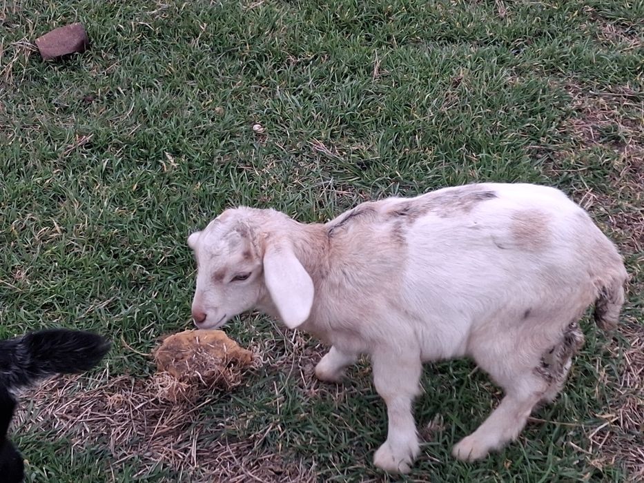 Vand capra metis cu ieduta
