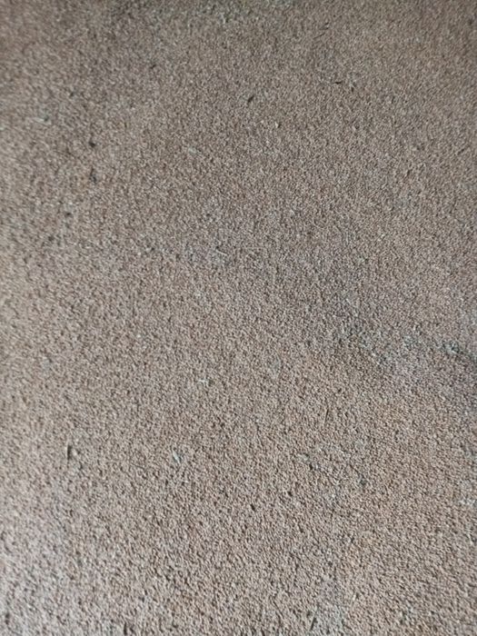 Vând porumb boabe an 2025