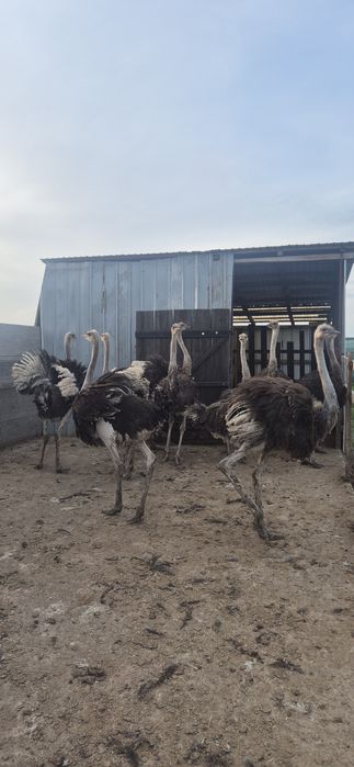 Pui de struți africani!