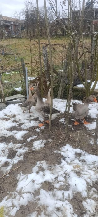 Vând rațe si gaște