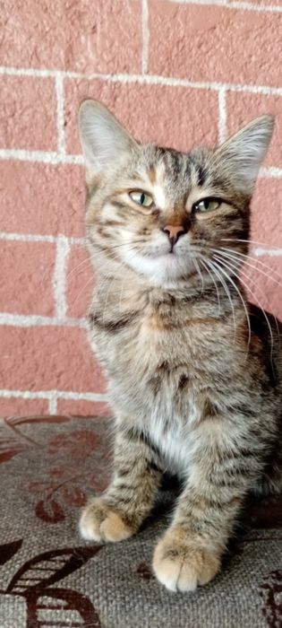 Котята в добрые руки! ласковые.