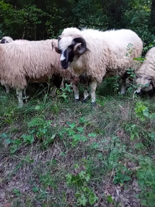 Berbec breaz de vânzare