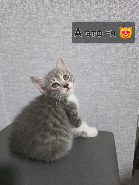 Продаётся котёнок девочка