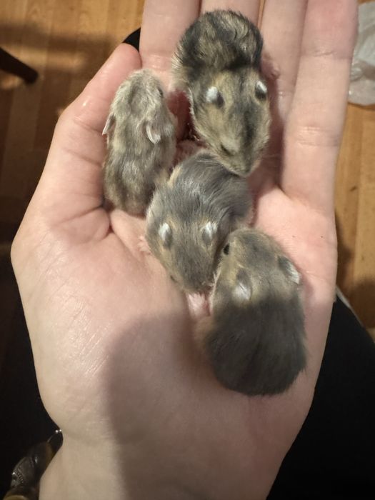 Продам миленьких хомяков
