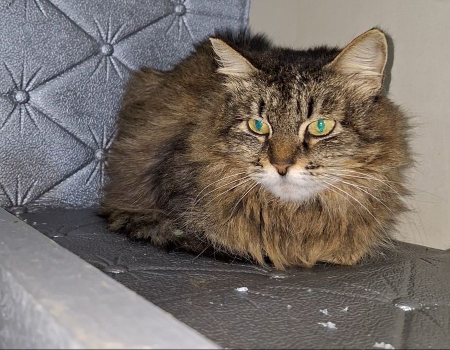 Подари старушке семью