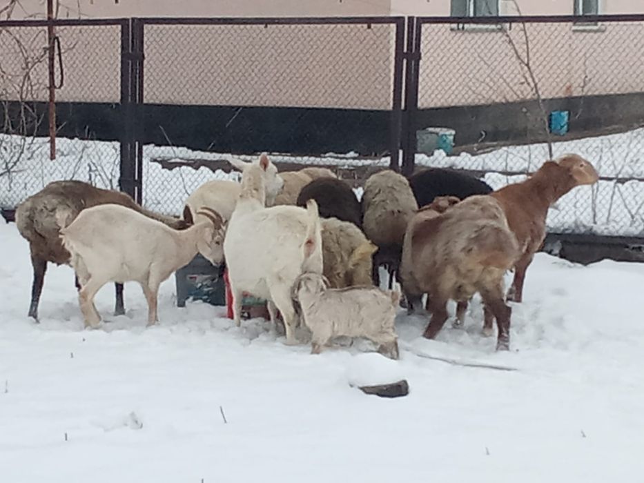 8 бас токты кошкар