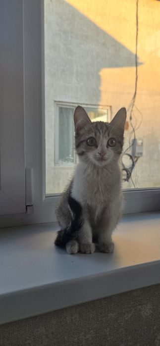 Дарим котят юго-восток