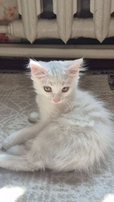 Отдам кошечку бесплатно в добрые руки