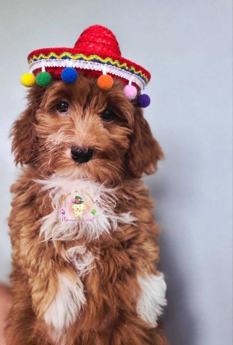 Bichon cu pedigree